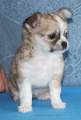 Chihuahua X Novopacký klenot
