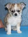 Chihuahua X Novopacký klenot
