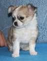 Chihuahua X Novopacký klenot
