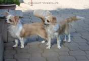 Chihuahua W and X Novopacký klenot