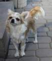 Chihuahua X Novopacký klenot