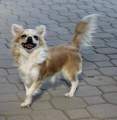 Chihuahua X Novopacký klenot