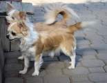 Chihuahua X Novopacký klenot