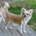 Chihuahua X Novopacký klenot