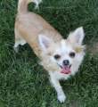 Chihuahua X Novopacký klenot