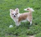 Chihuahua X Novopacký klenot