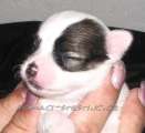Chihuahua Bellis Domc tst