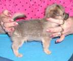 Chihuahua longhair Citt Novopack klenot