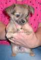 Chihuahua longhair Citt Novopack klenot