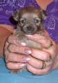 Chihuahua longhair Citt Novopack klenot