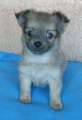 Chihuahua longhair Citt Novopack klenot