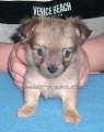 Chihuahua longhair Citt Novopack klenot