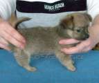 Chihuahua longhair Citt Novopack klenot