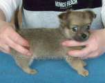 Chihuahua longhair Citt Novopack klenot