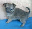 Chihuahua longhair Citt Novopack klenot