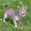 Chihuahua longhair Citt Novopack klenot