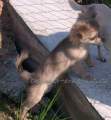 Chihuahua longhair Citt Novopack klenot