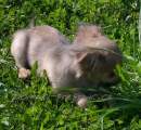 Chihuahua longhair Citt Novopack klenot