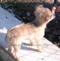 Chihuahua longhair Citt Novopack klenot