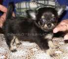 chihuahua Kiara Domc tst