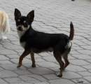 Chihuahua Rasty Novopack klenot