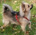 ivava dlouhosrst Zoe Domc tst
