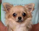 Chihuahua longhair Hessie Domc tst