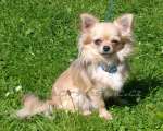 Chihuahua longhair Hessie Domc tst