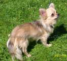 Chihuahua longhair Hessie Domc tst