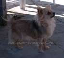 Chihuahua longhair Hessie Domc tst