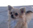 Chihuahua longhair Hessie Domc tst