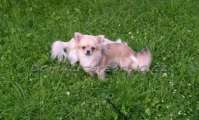 Chihuahua longhair Hessie Domc tst