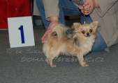 Chihuahua longhair Hessie Domc tst