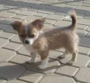 Chihuahua longhair Ramon Kilov oko