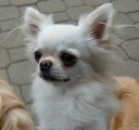 Chihuahua longhair Conel Kilov oko