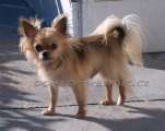 Chihuahua longhair Slede Domc tst