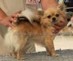 Chihuahua longhair Slede Domc tst