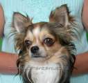 Chihuahua longhair Haxi z Petlendu