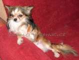 Chihuahua longhair Haxi z Petlendu