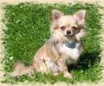 Hessie Domc tst - chihuahua longhair